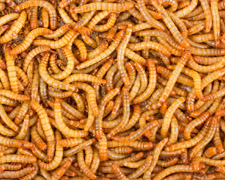 250 Large Mealworms Products