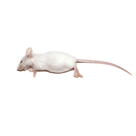 25 Weanling Mice Products